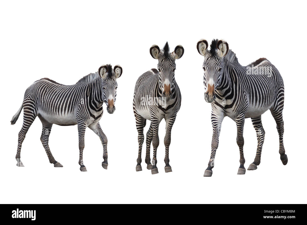 Grévy-zebras Stock Photo