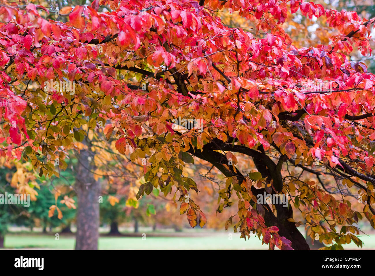 Autumnal colours in Cassiobury park Stock Photo