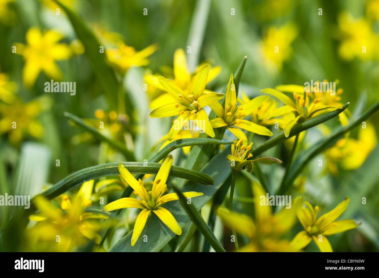 Yellow star of bethlehem flowers Stock Photo