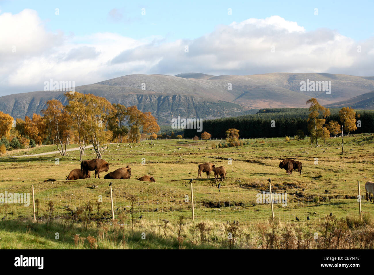 Highland wildlife Park in Kincraig, near Aviemore in the Highlands of Scotland Stock Photo