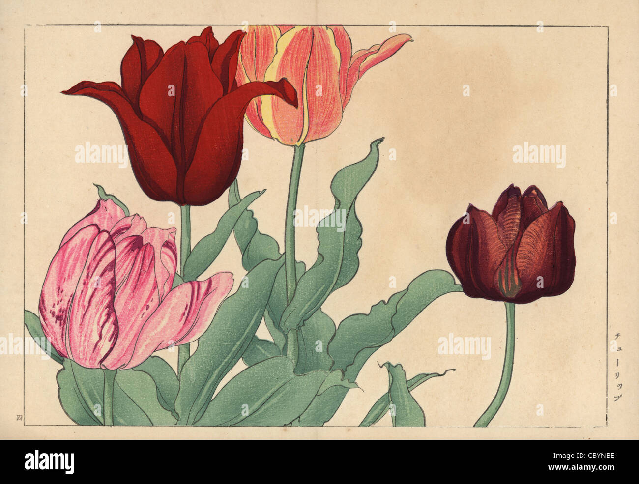Tulips, Tulipa gesneriana. Stock Photo