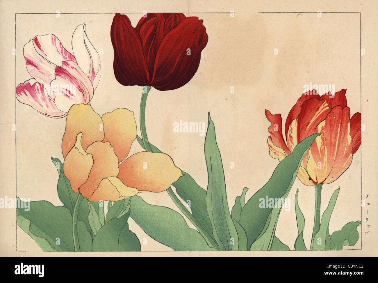 Tulips, Tulipa gesneriana varieties. Stock Photo