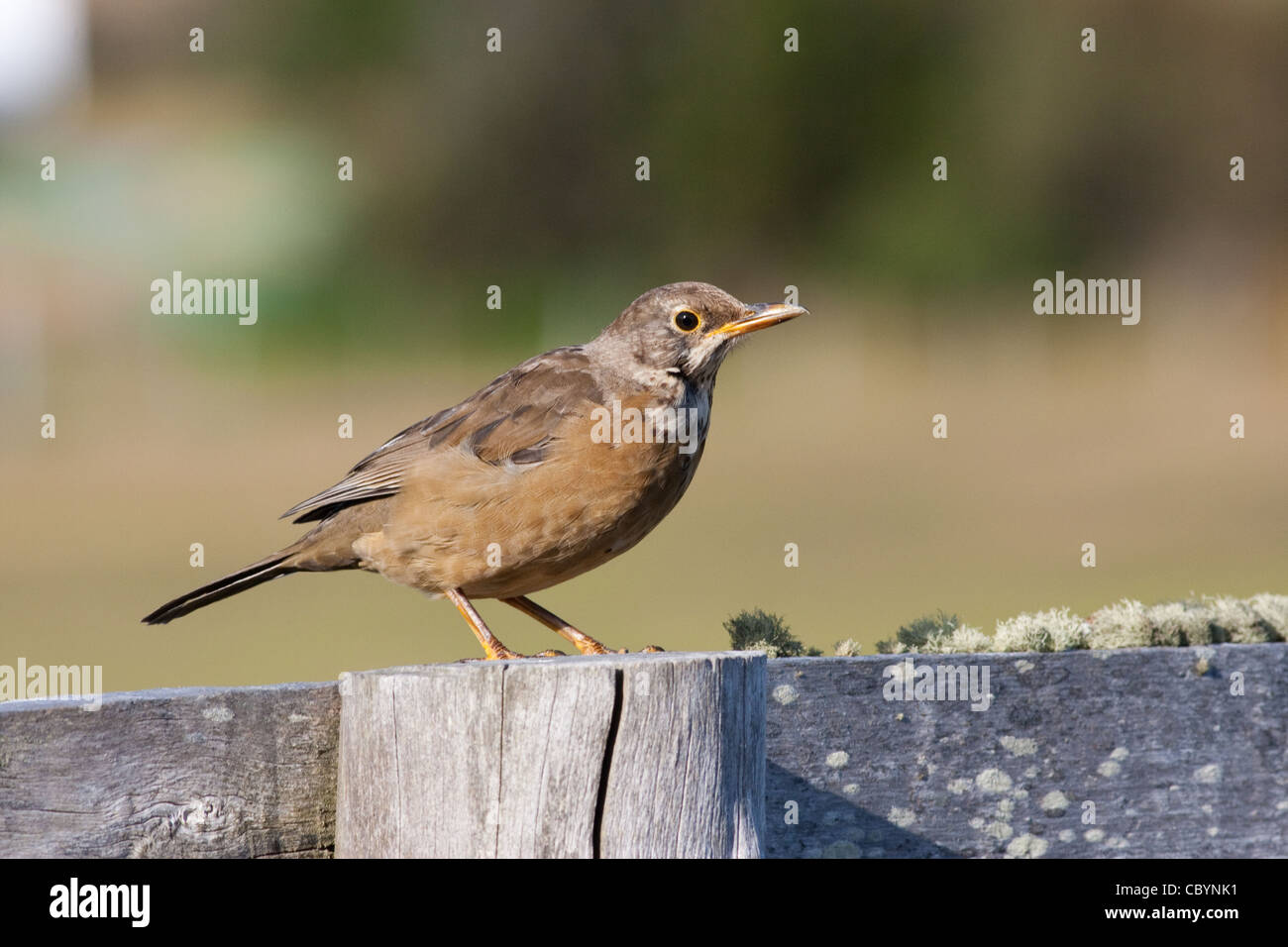 Falkland Thrush (Turdus falcklandii falcklandii) on Carcass Island, Falkland Islands Stock Photo