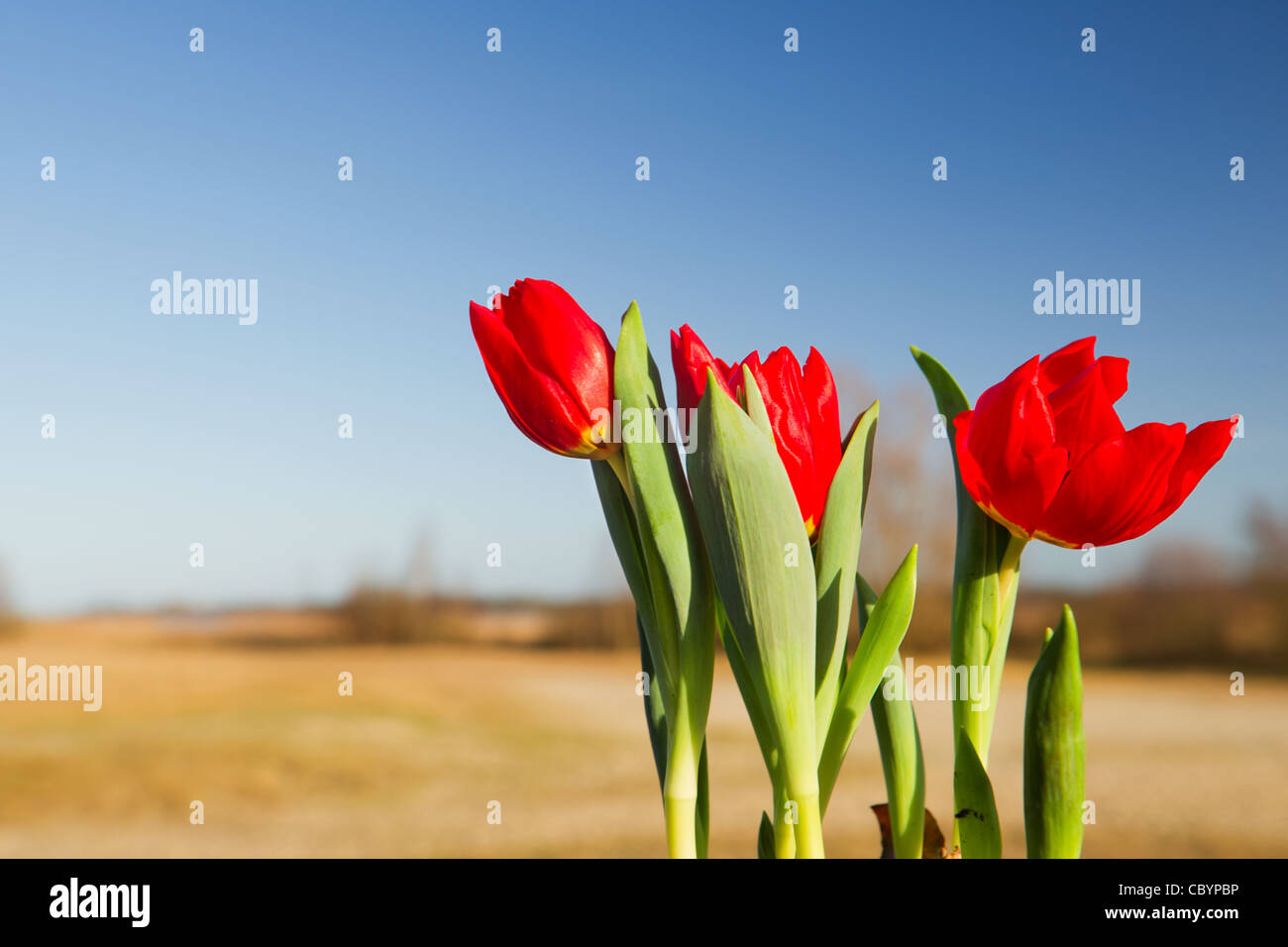 Red tulips in nature landscape Stock Photo - Alamy