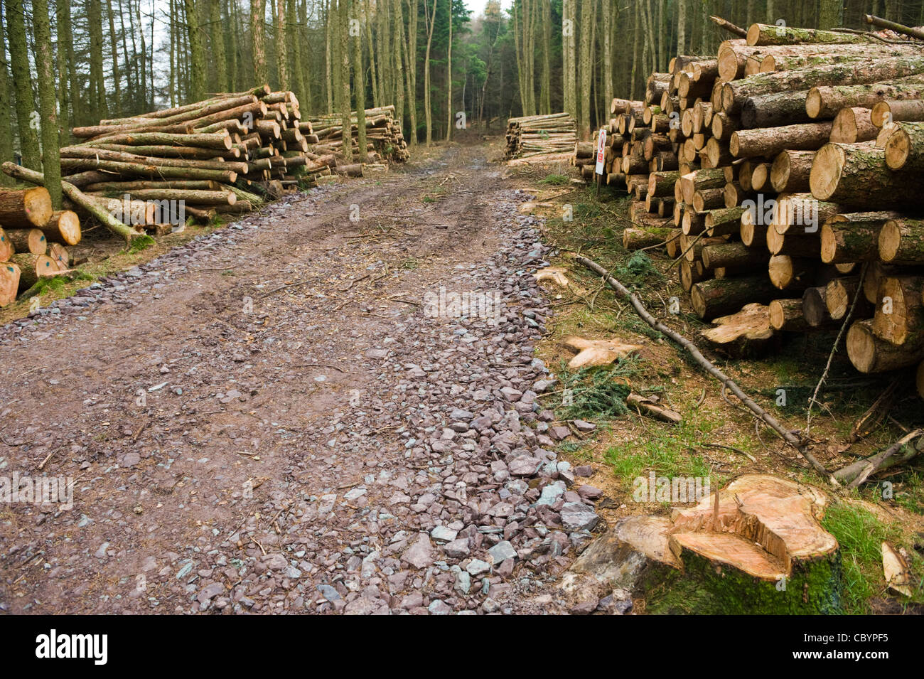 Woodland tree felling in the Brecon Beacons National Park to prevent spread of larch conifer disease Phytophthora ramorum Stock Photo