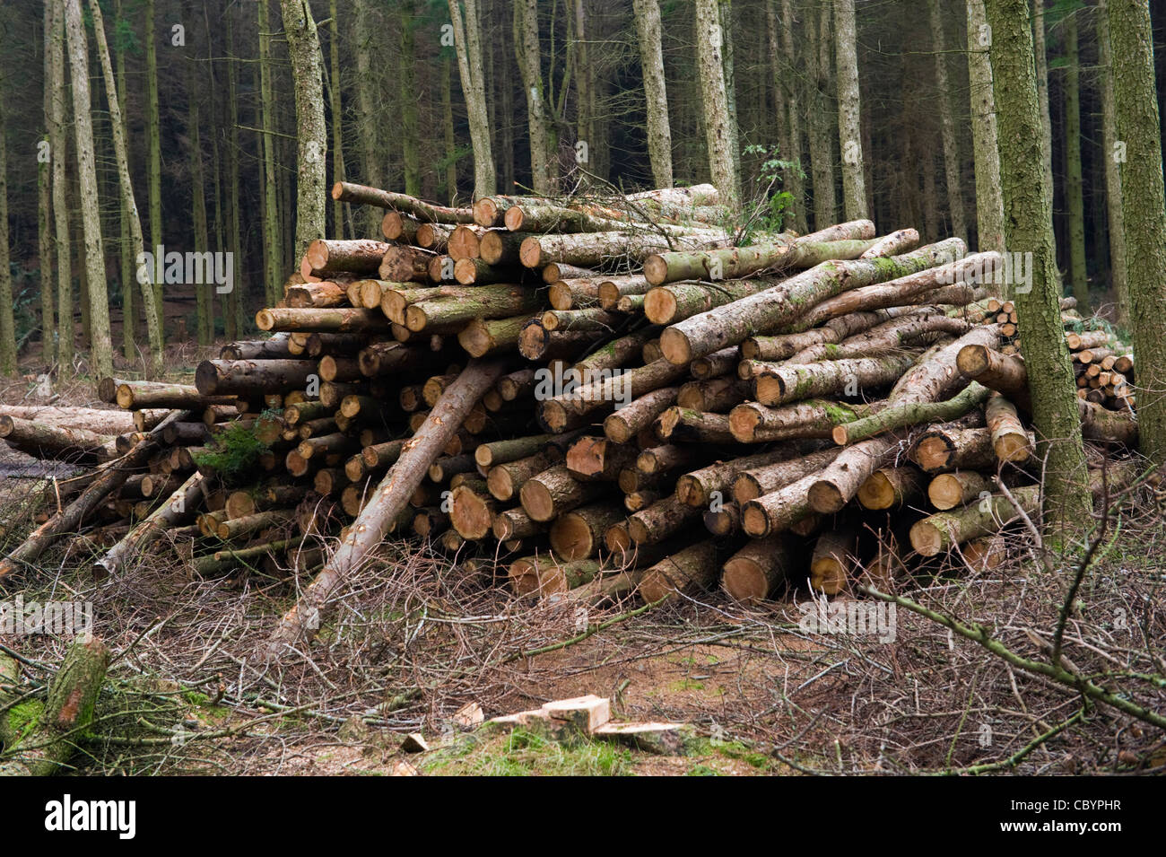 Woodland tree felling in the Brecon Beacons National Park to prevent spread of larch conifer disease Phytophthora ramorum Stock Photo