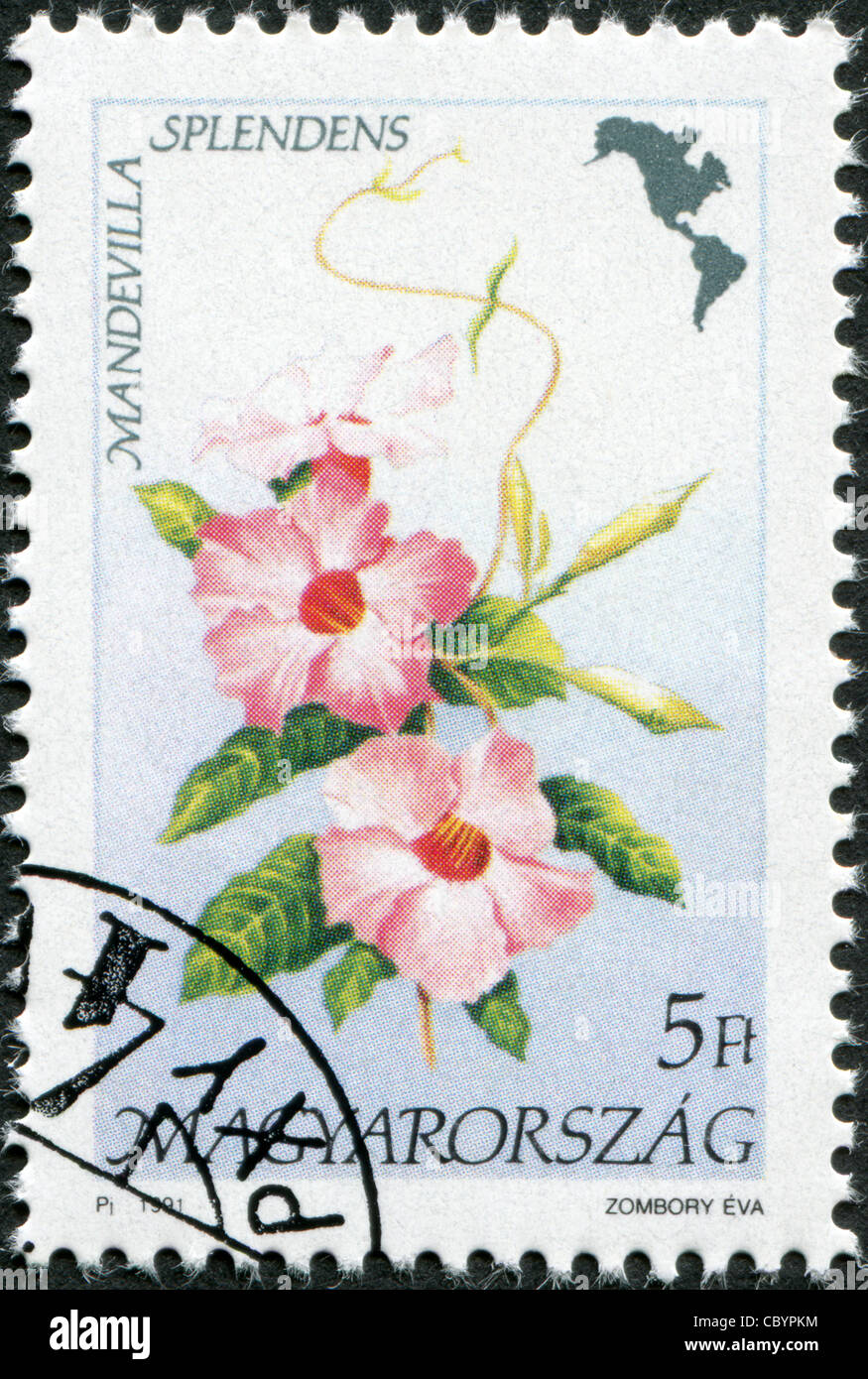 HUNGARY - CIRCA 1991: A stamp printed in Hungary, is depicted Mandevilla splendens, circa 1991 Stock Photo