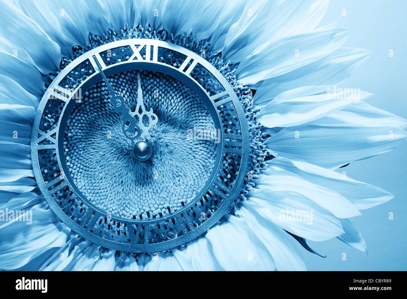Sunflower-clock indicative approach of New Year Stock Photo