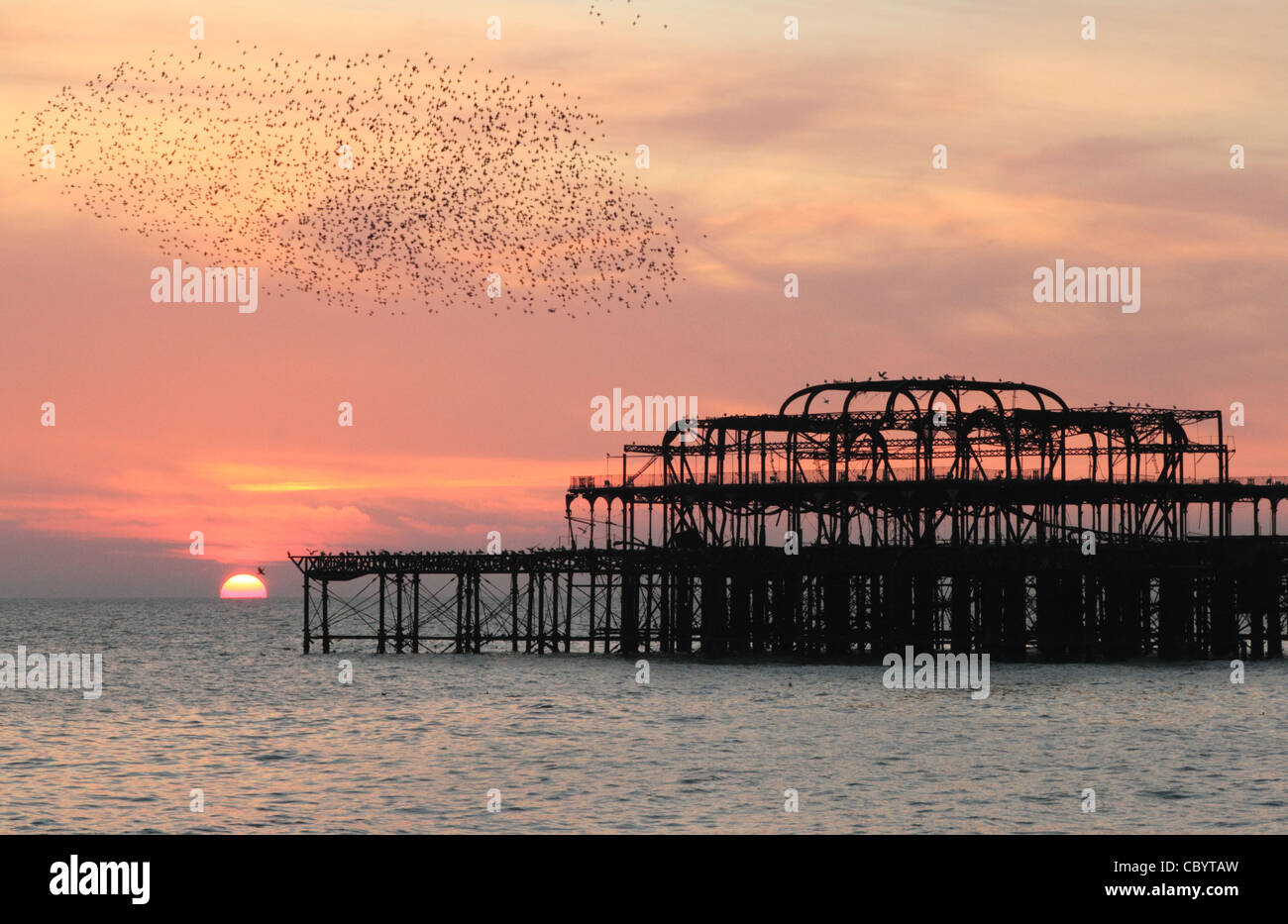 A flock of starlings flying around the West Pier Brighton, Sussex at sunset in November Stock Photo
