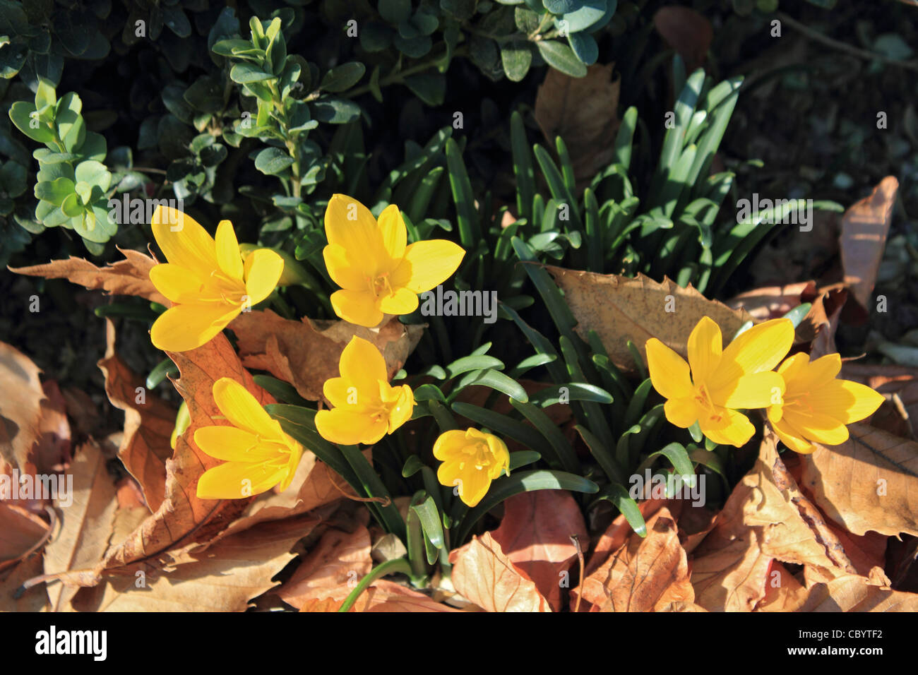 Yellow flowering Sternbergia lutea or Autumn crocus Stock Photo