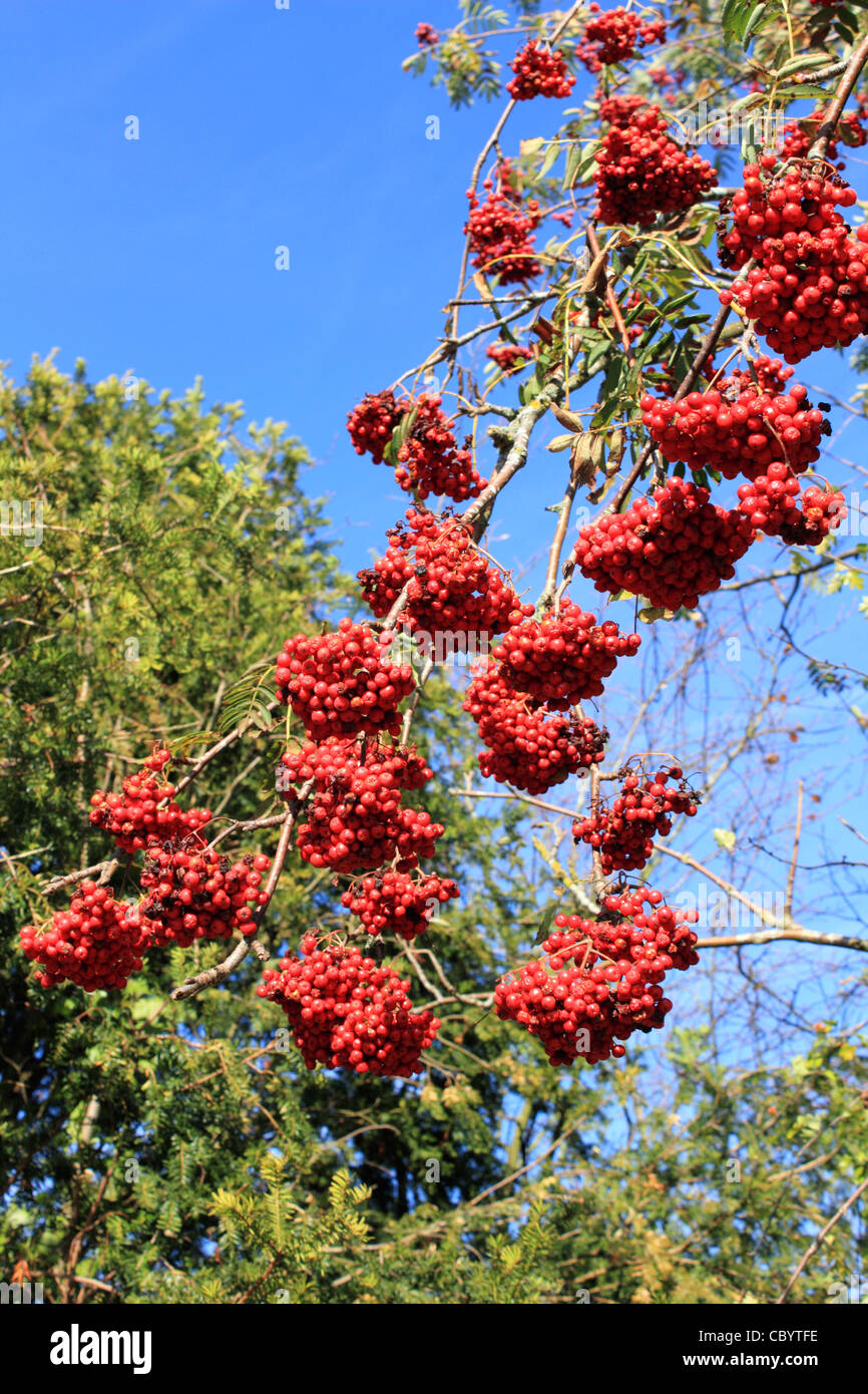 Tree laden with red berries in autumn Stock Photo
