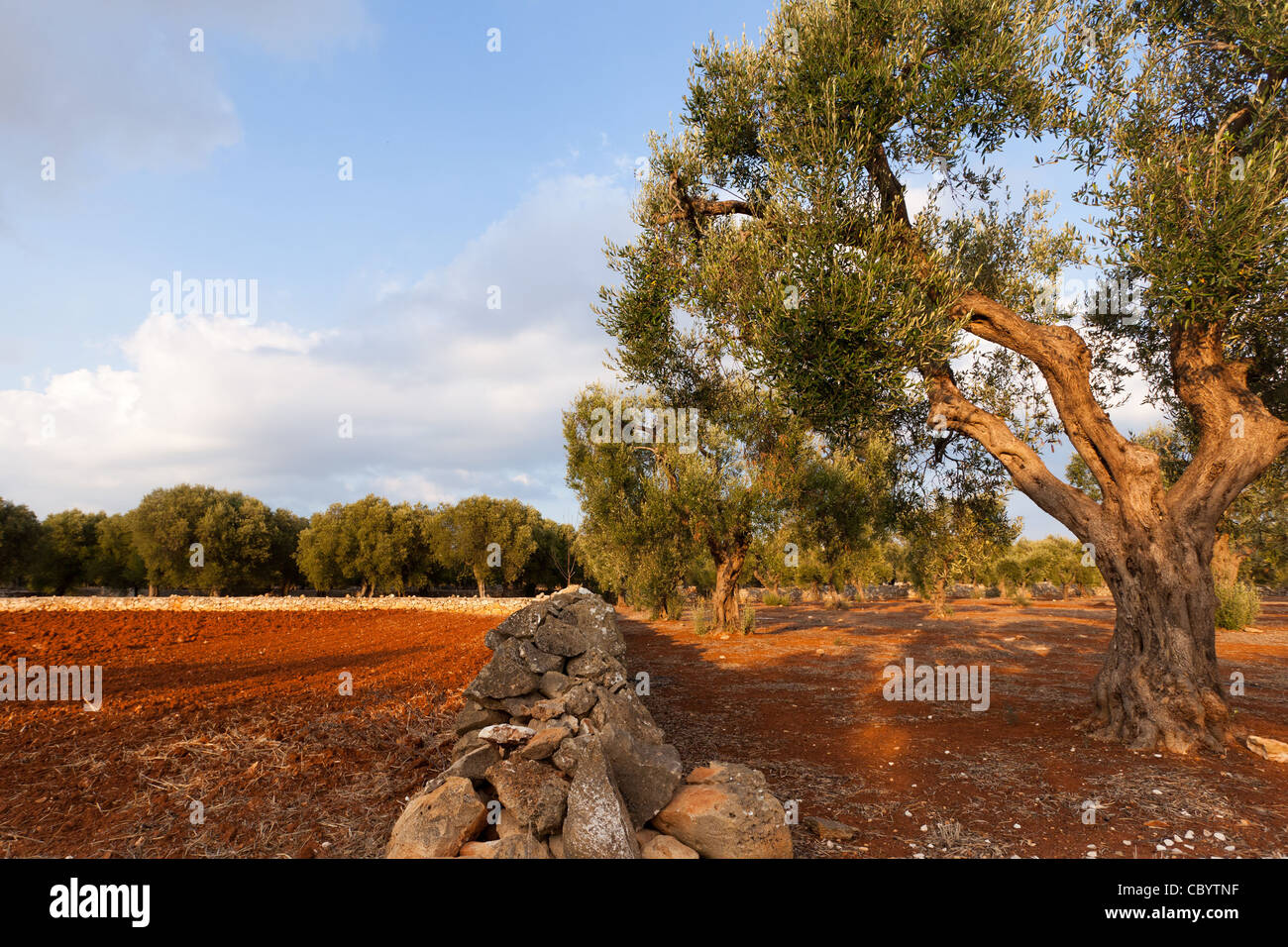 PLOUGHED FIELD AND OLIVE TREES, FARMING IN THE REGION OF CASTRIGNANO DEL CAPO, PUGLIA, ITALY Stock Photo