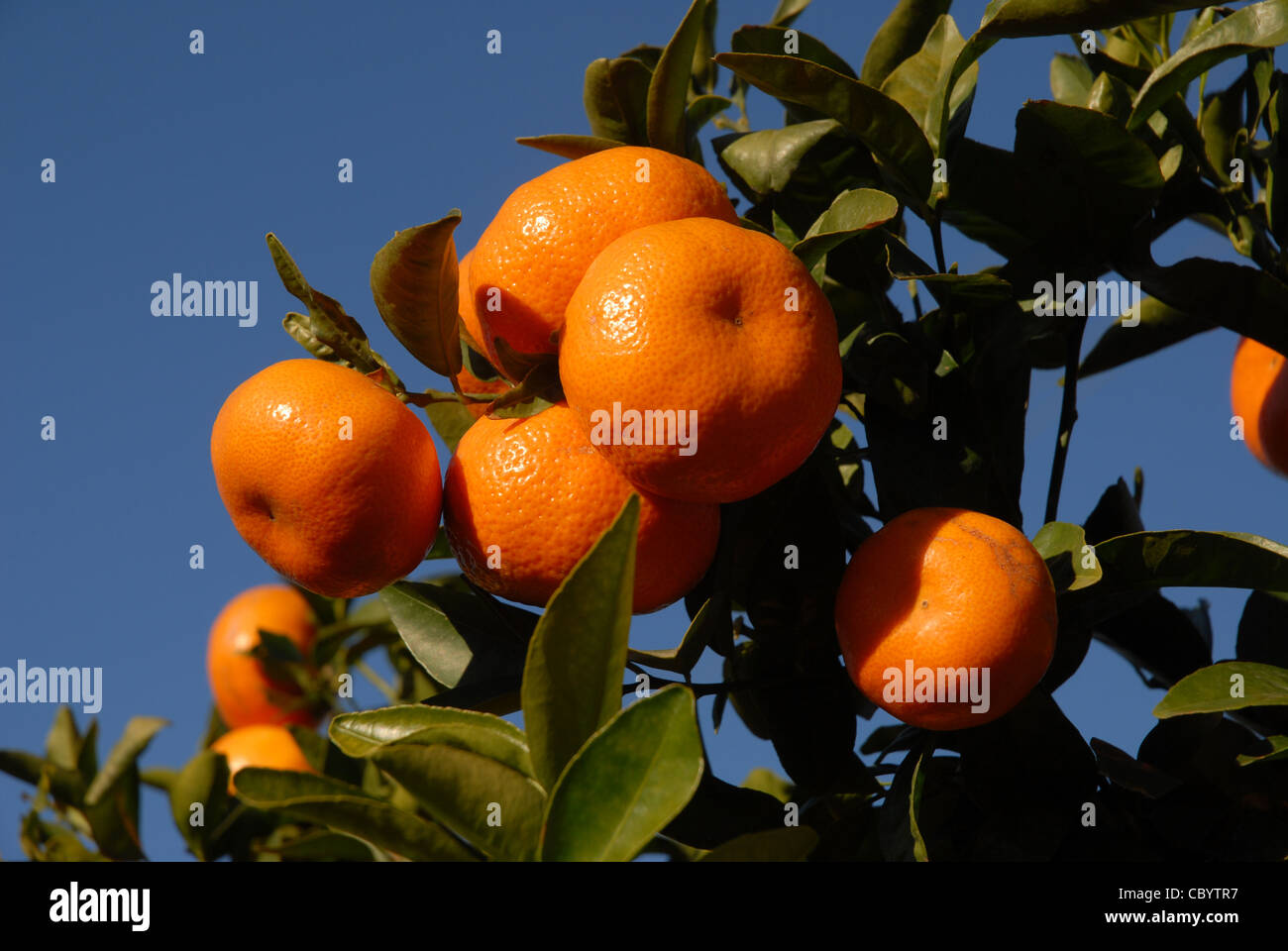 ripe mandarin oranges growing on a tree, Pedreguer, Alicante Province