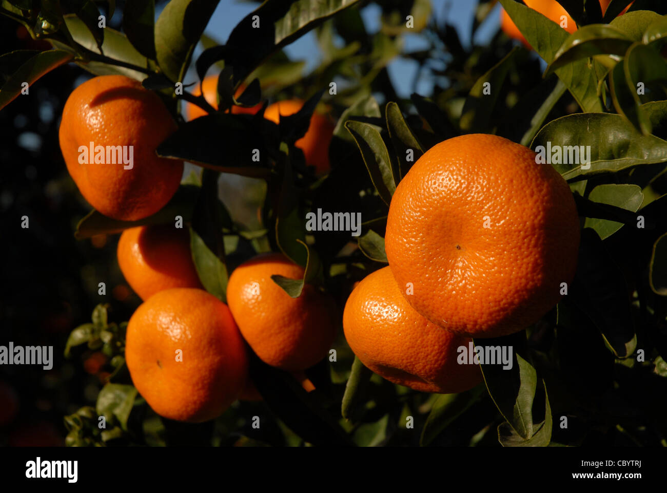 ripe mandarin oranges growing on a tree, Pedreguer, Alicante Province