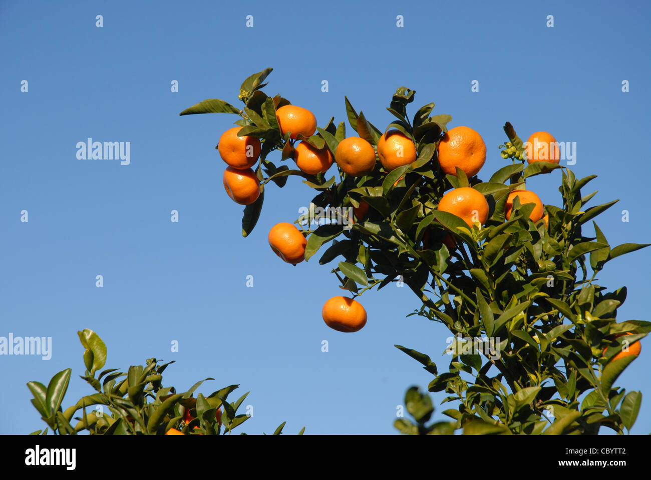Valencia oranges picking hires stock photography and images Alamy