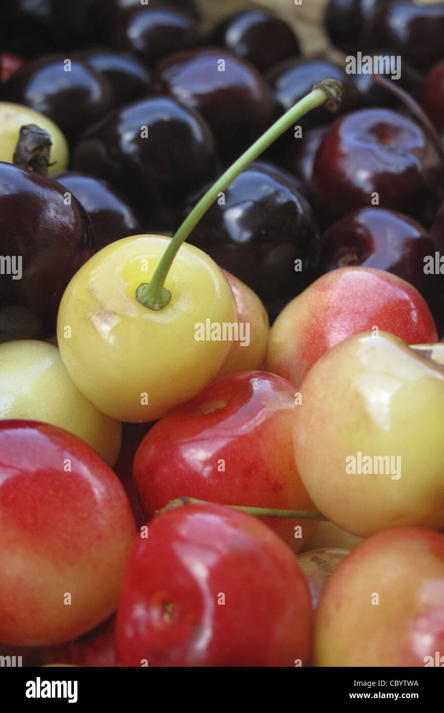 CLOSEUP OF RED AND BLACK CHERRIES, RED BERRIES RICH IN POTASSIUM AND