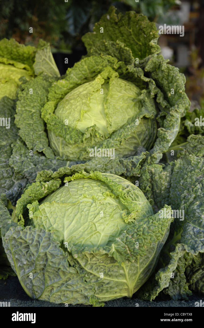 SAVOY CABBAGES RICH IN VITAMIN A, B1, B2, C, K, U, FOR