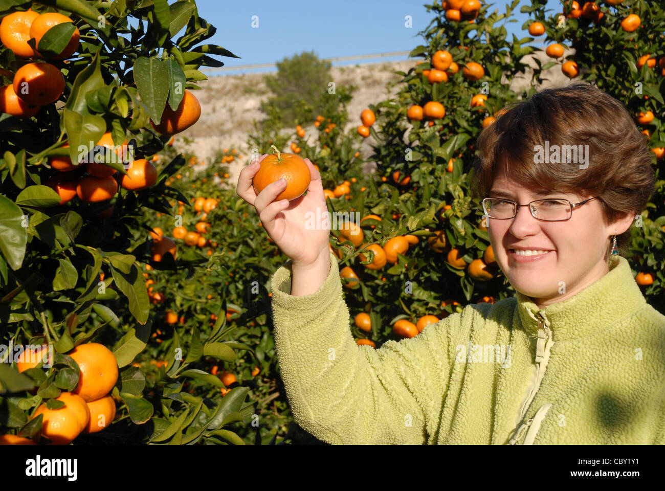 teenage girl picking ripe oranges from a tree, Pedreguer, Alicante Province, Comunidad Valencia, Spain Stock Photo