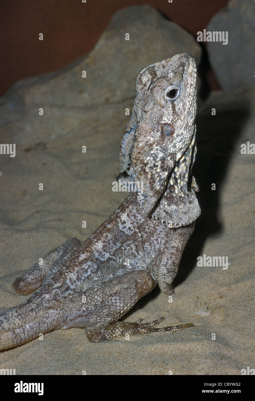 Frilled Lizard Chlamydosaurus kingii Agamidae, Australia; Papua New Guinea Stock Photo