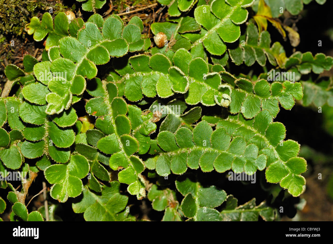 Rustyback fern (Ceterach officinarum) Stock Photo