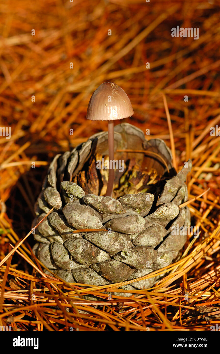 Cone mushroom hi-res stock photography and images - Alamy