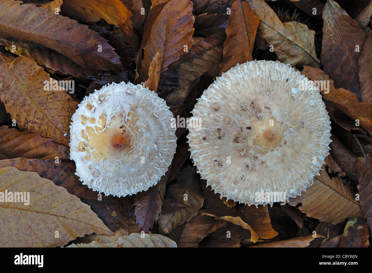 Woodland or Shaggy Parasol Mushroom (Macrolepiota rhacodes) Stock Photo