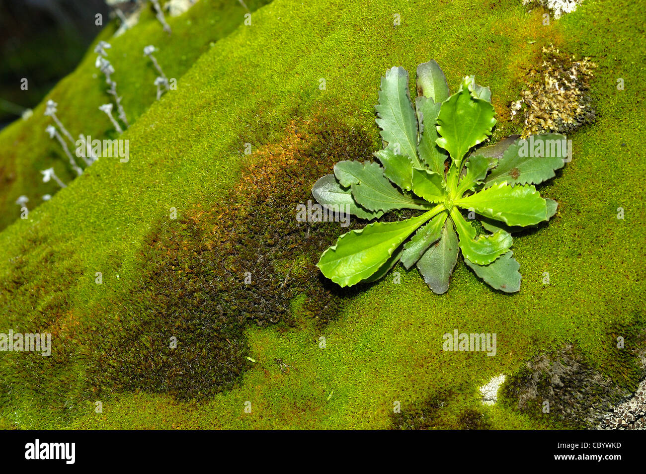 Anarrhinum bellidifolium growing on a moss-covered stone. Stock Photo