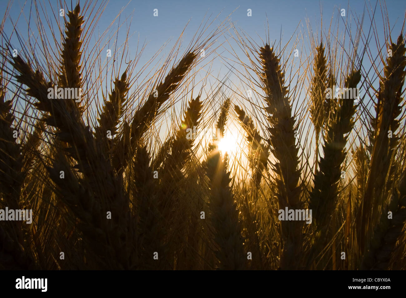 Wheat field at sunrise Stock Photo