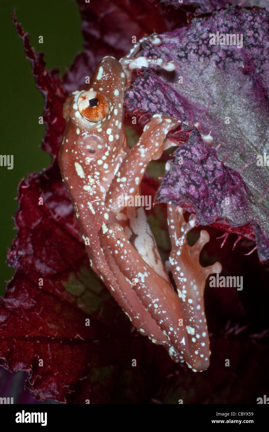 Cinnamon Tree Frog (Nyctixalus Pictus) climbing on a purple leaf Stock