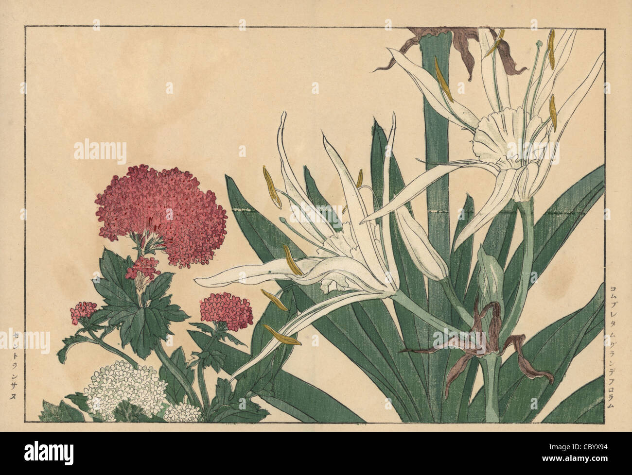 Botanical illustration red valerian hi-res stock photography