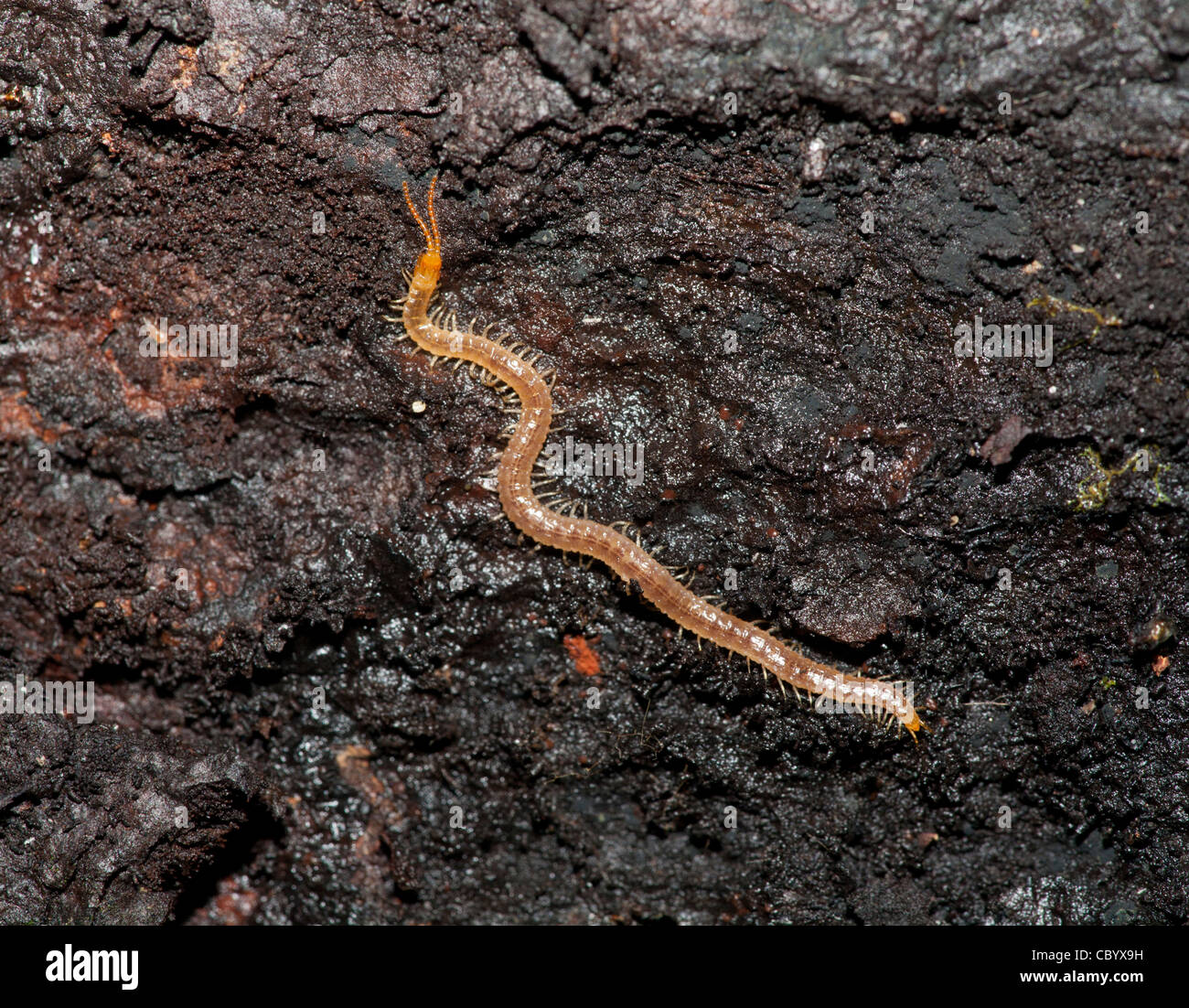 Soil centipede on tree trunk. Stock Photo