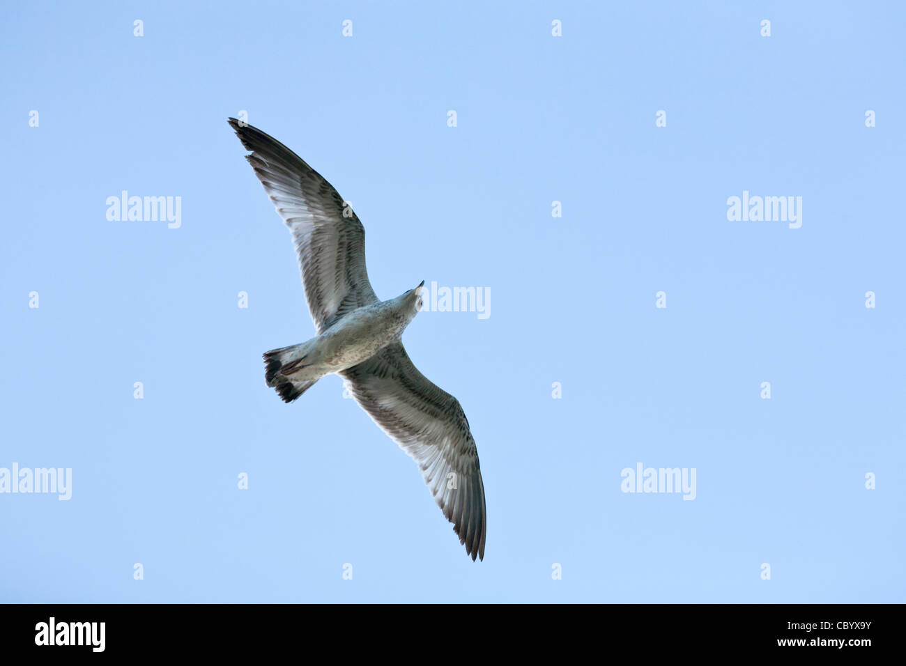 Gull flying in the sky with a blue cloudless background Stock Photo - Alamy