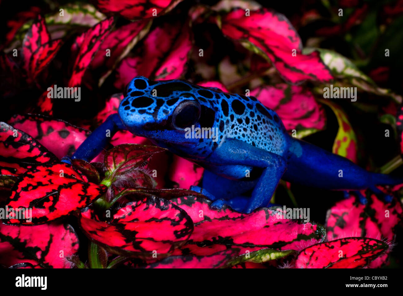 Blue poison dart frog (Dendrobates Azureus) on pink flower. Stock Photo