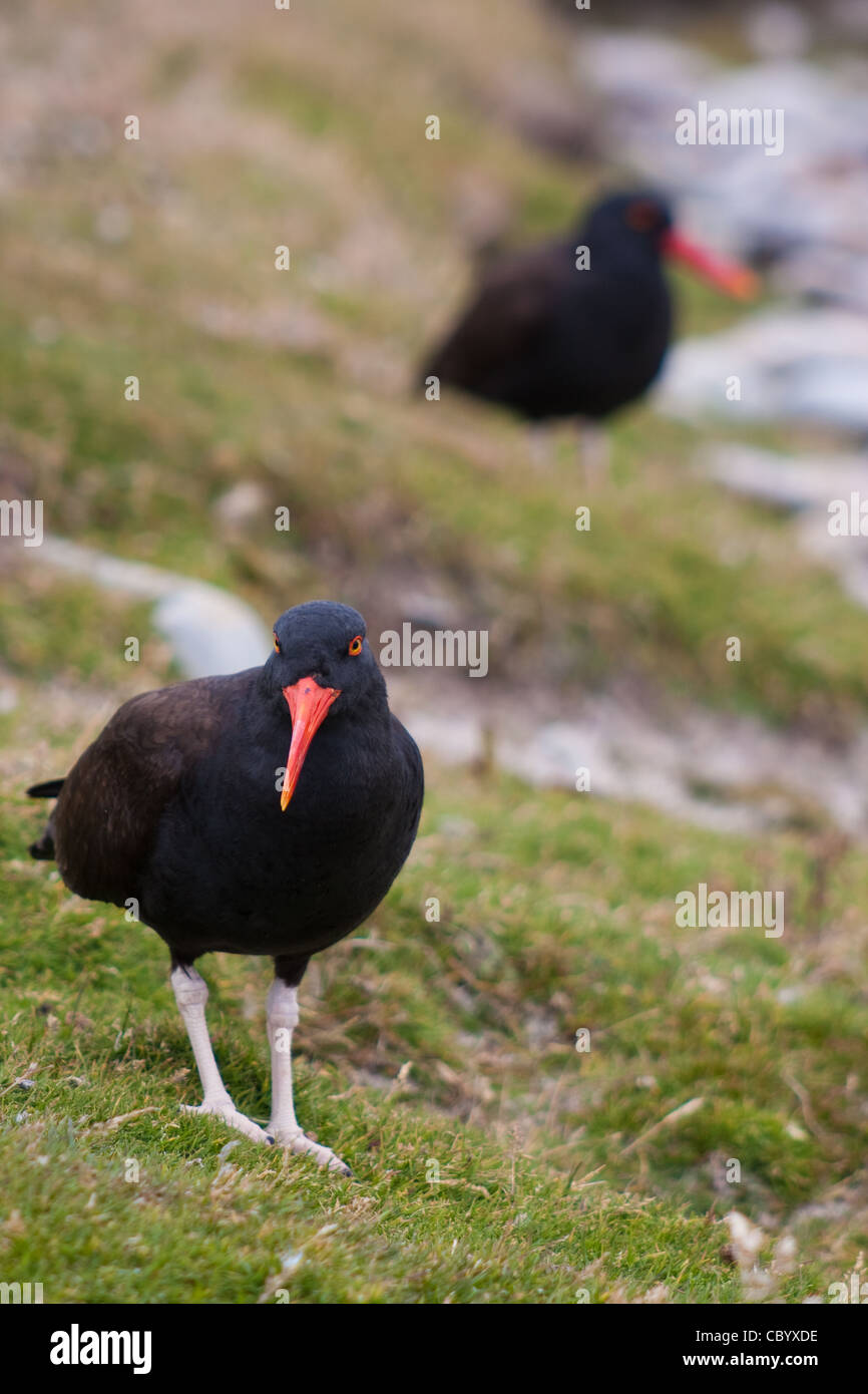 A pair of Black Oystercatchers (Haematopus ater) on the beach on Carcass Island, in the Falklands Stock Photo