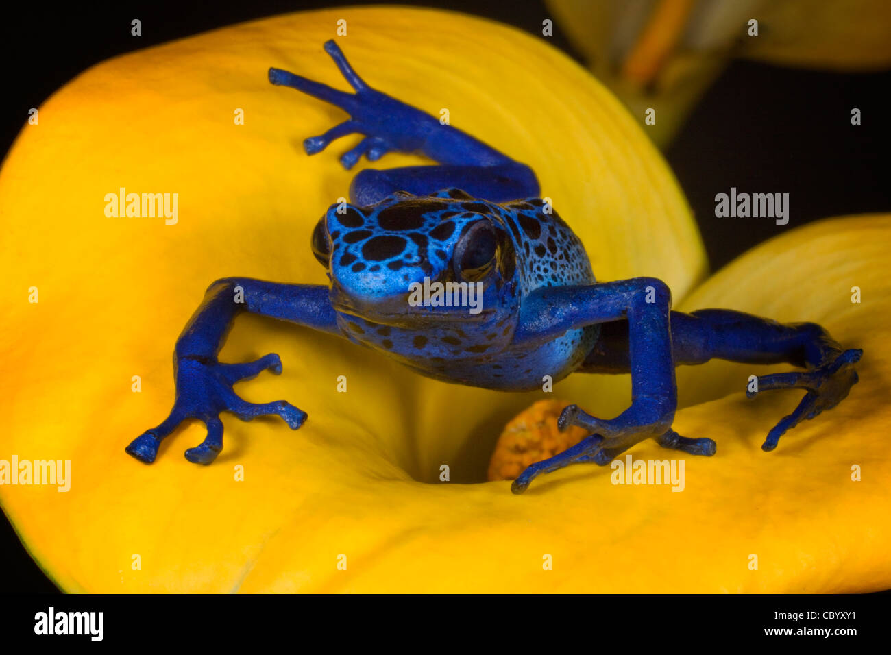 Blue poison dart frog (Dendrobates Azureus) on yellow flower. Stock Photo