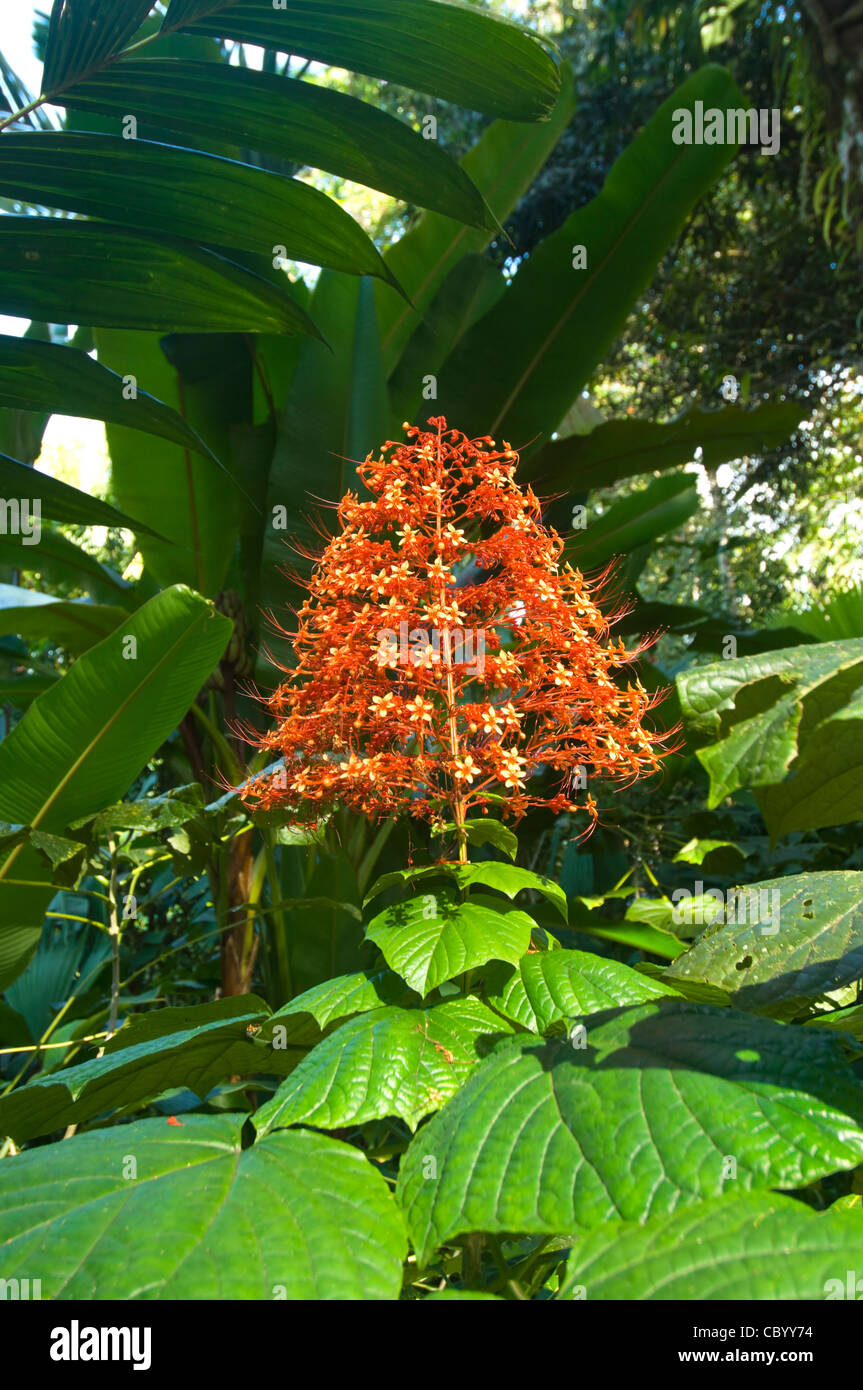 Red Flower Osa Peninsula Costa Rica Stock Photo