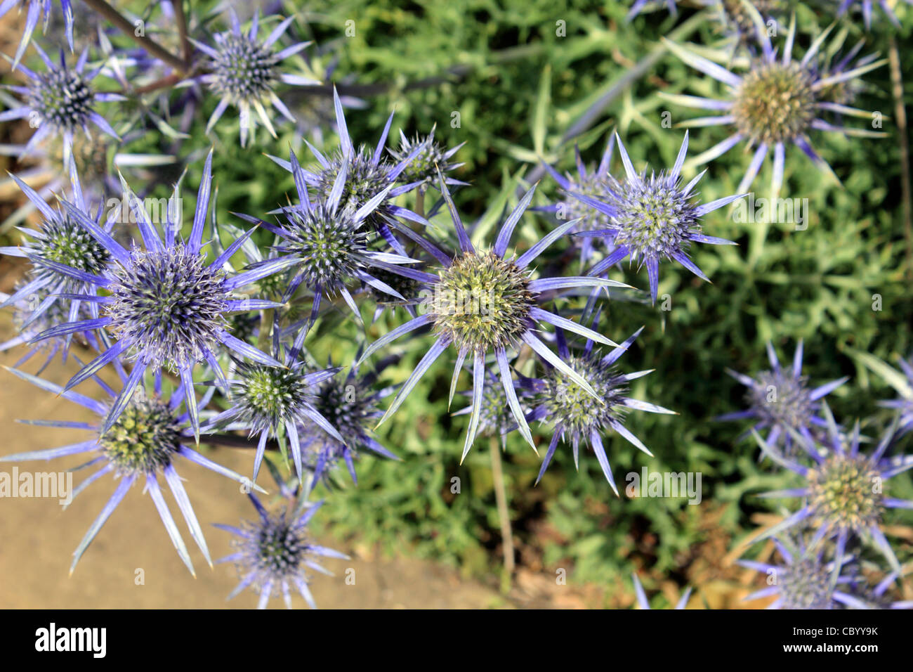 Eryngium bourgatii with blue spiny leaves, and dome-shaped umbels of flowers resembling those of thistles Stock Photo