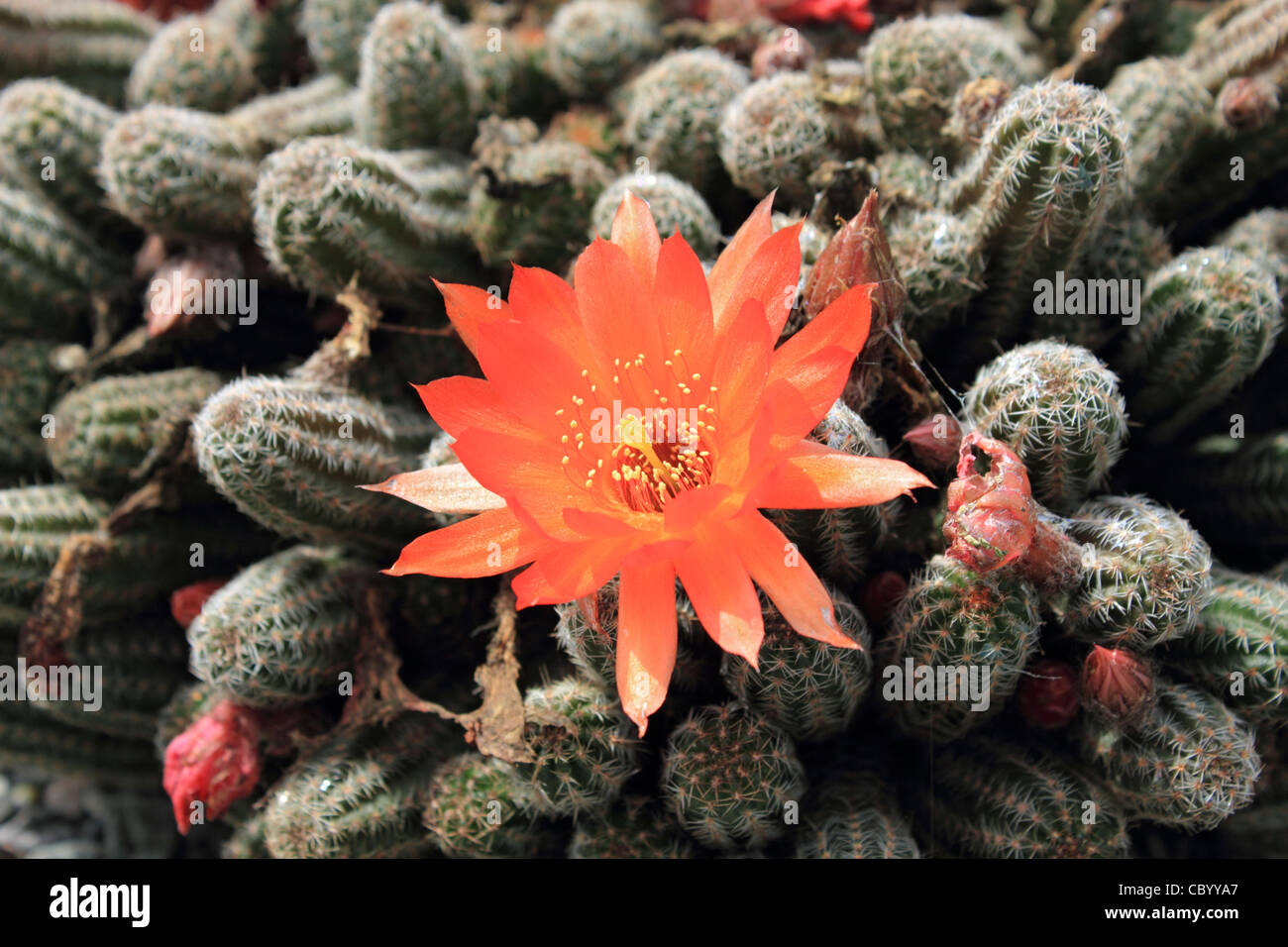 Orange flowering cactus Echinopsis 'Ralphs Orange' Stock Photo