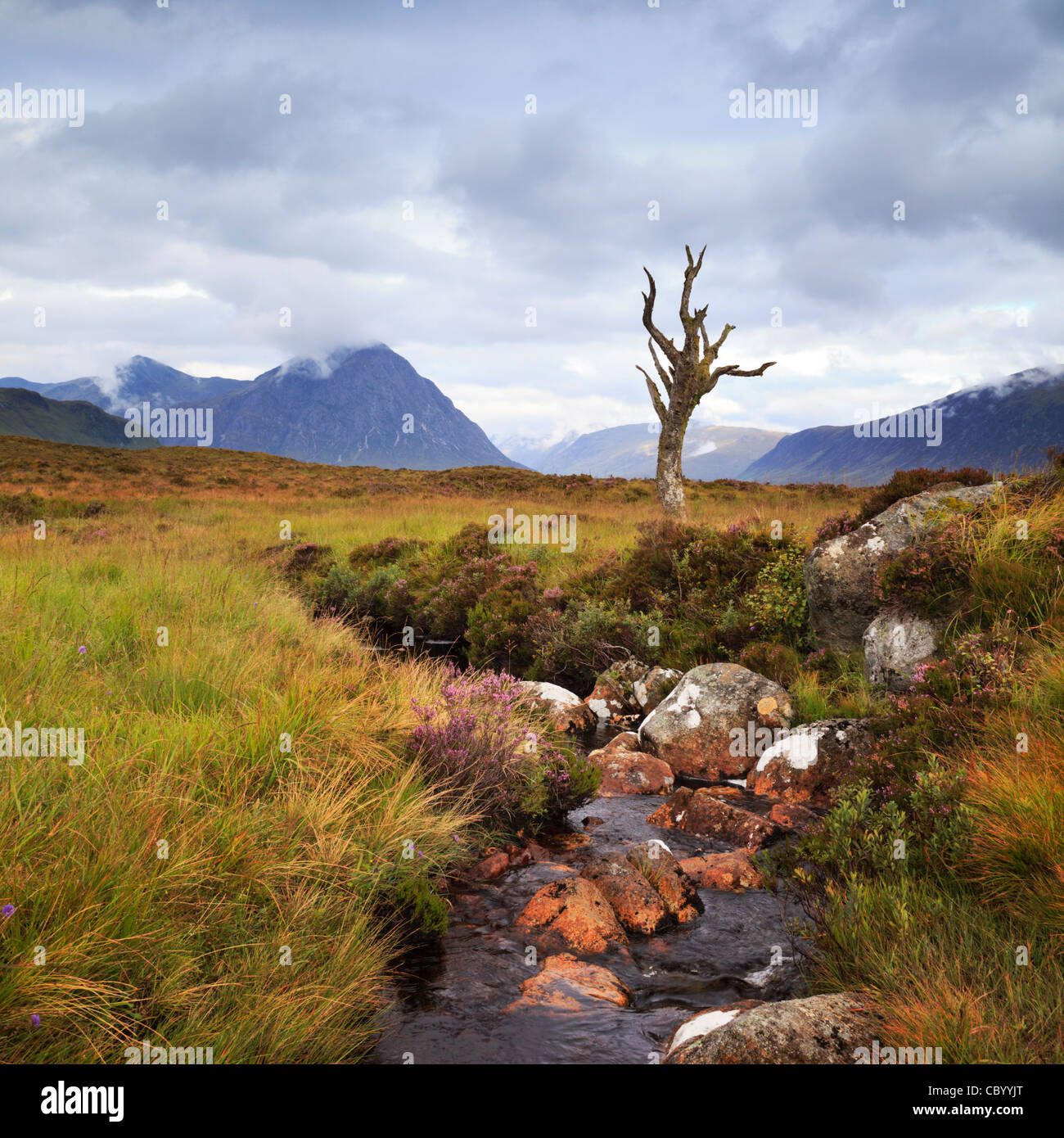 Well known to photographers, this lone dead tree stands by a stream on Rannoch Moor. Stock Photo