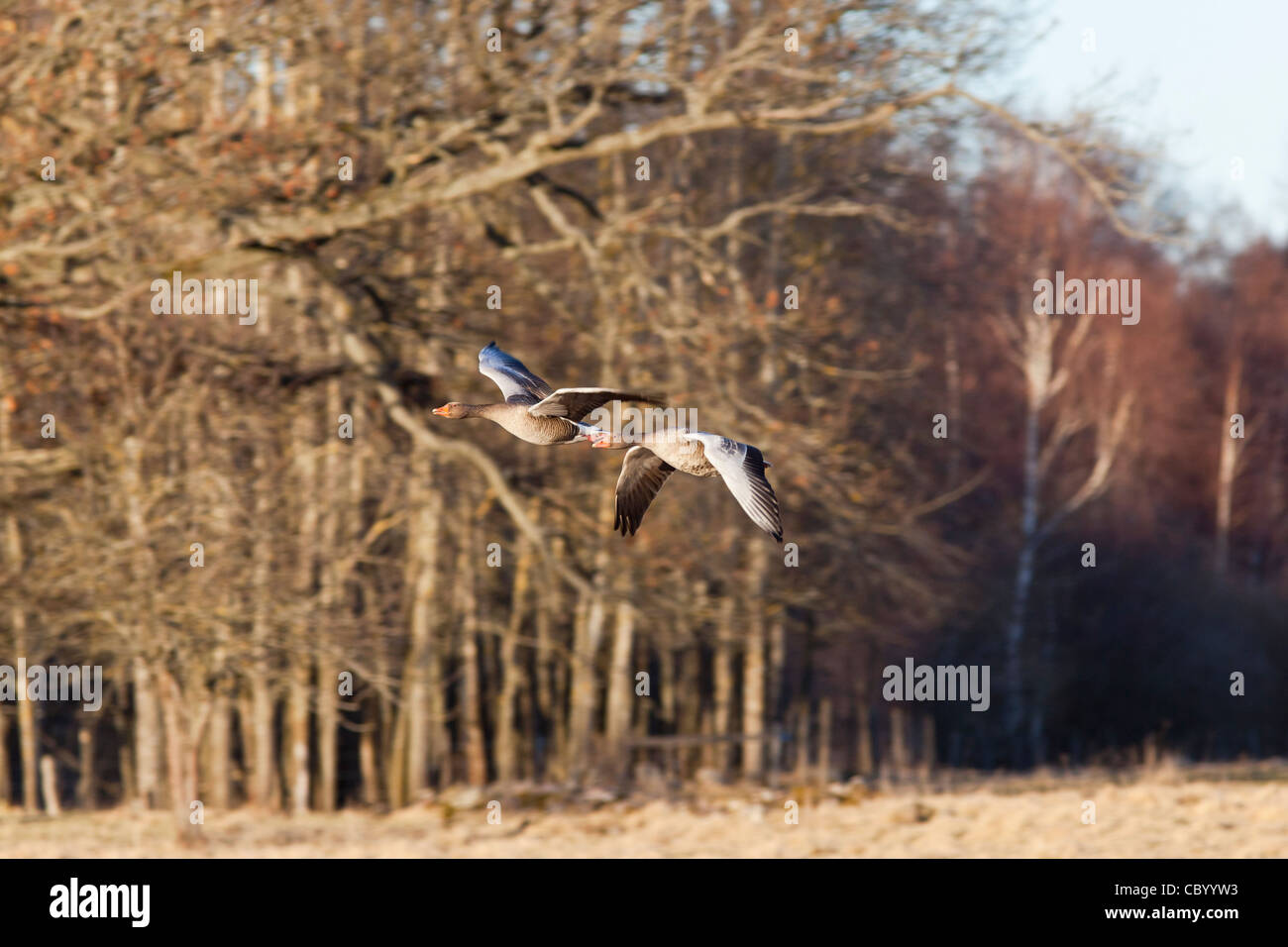Greylag Goose flying over the meadow with forest in background Stock Photo