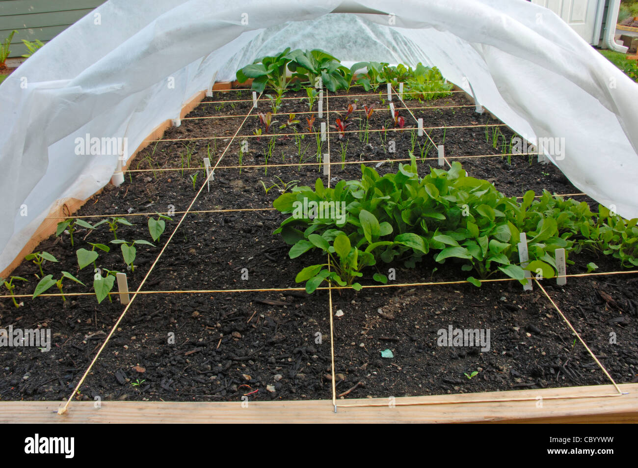 Arugula and other vegetables under a fabric row cover in a raised bed. Stock Photo