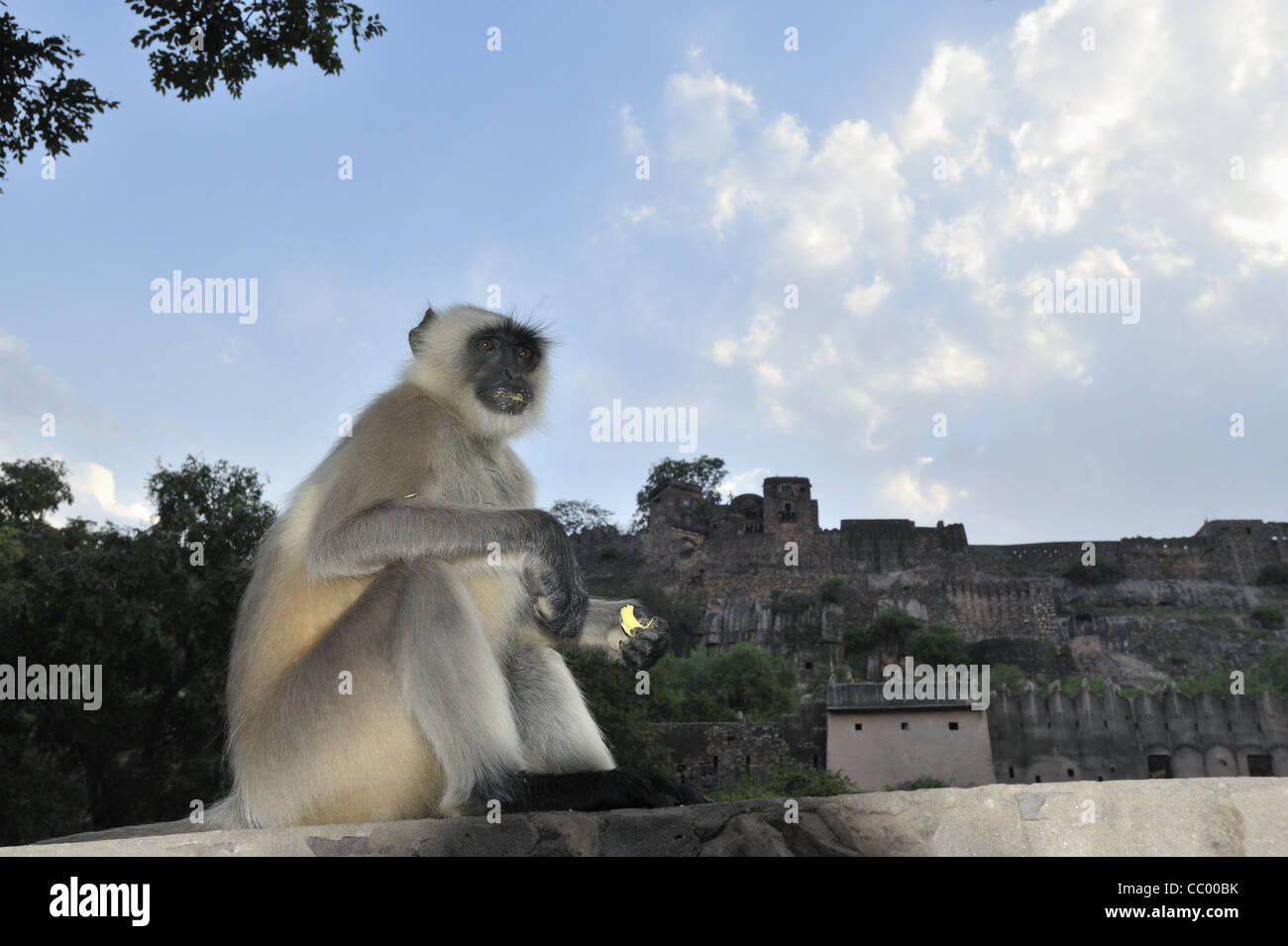 Monkey rajasthan hi-res stock photography and images - Alamy