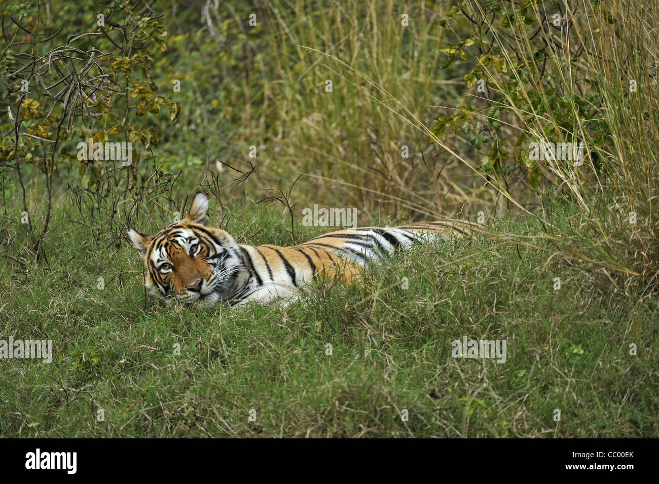 Tiger in green grass of Ranthambhore after the monsoon rains Stock Photo