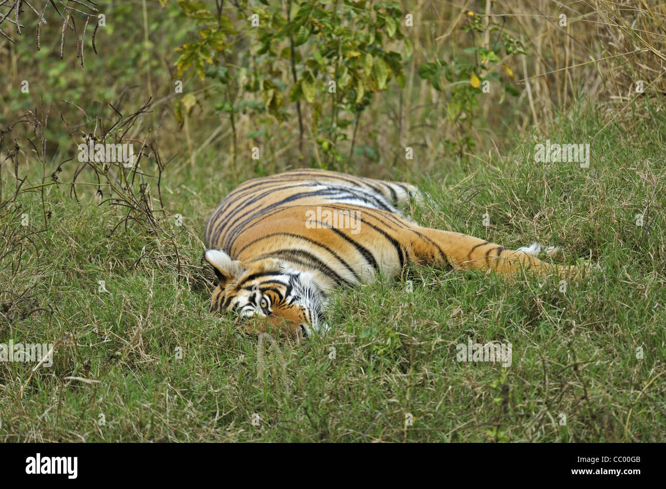 Tiger rolling in green grass of Ranthambhore after the monsoon rains Stock Photo