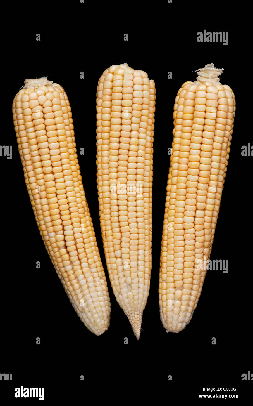 Sweetcorn cob. Corn on the cob. Maize on black background. India Stock Photo