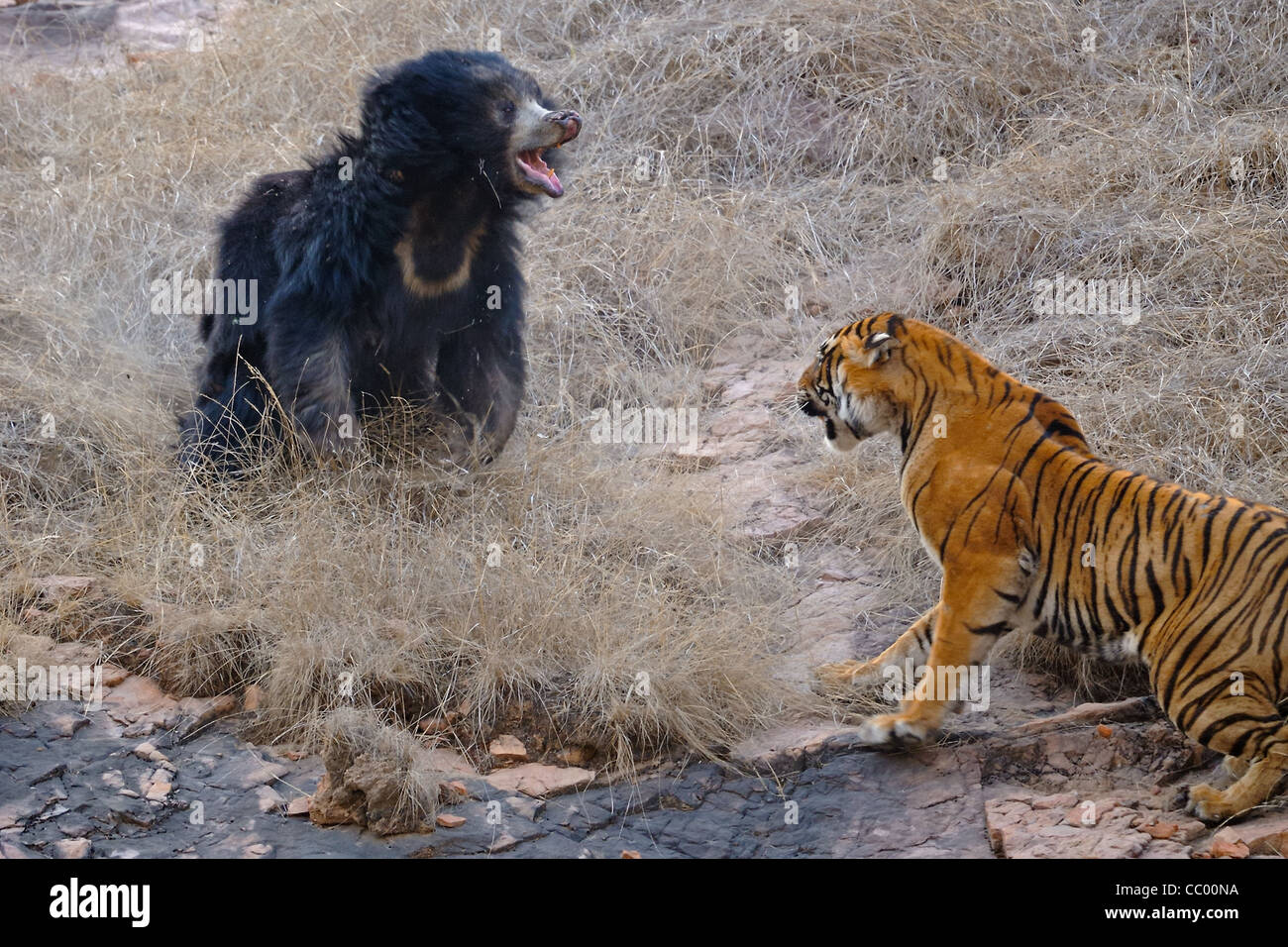 Cat fighting sloth bear tiger fight hi-res stock photography and images