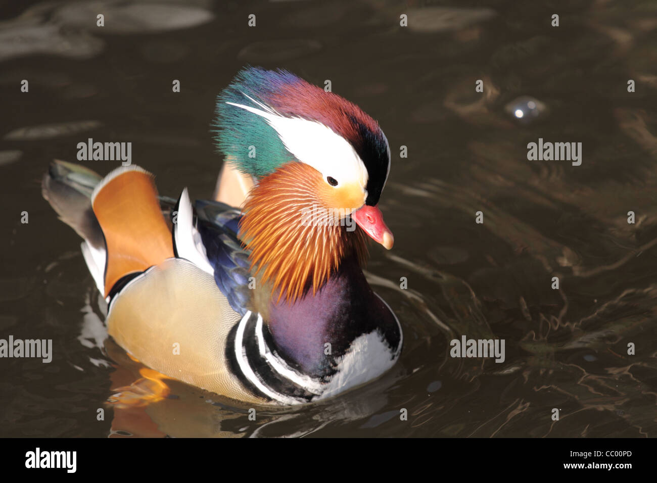 male mandarin duck in reproduction period execute nuptial dance Stock Photo