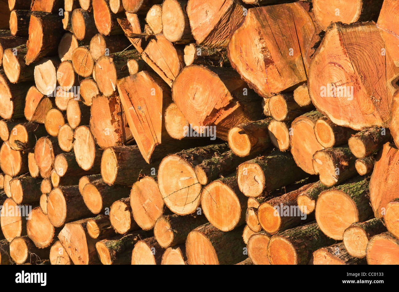 Forestry timber. Stock Photo