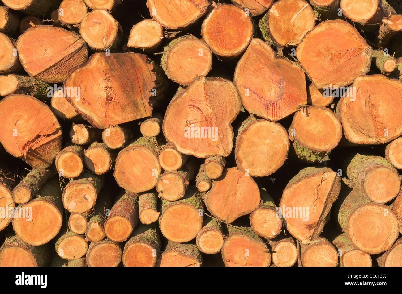 Forestry timber. Stock Photo