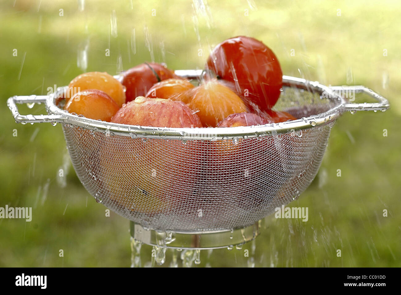 WASHING FRUIT AND VEGETABLES IN COLANDER UNDER A SPRAY OF WATER Stock